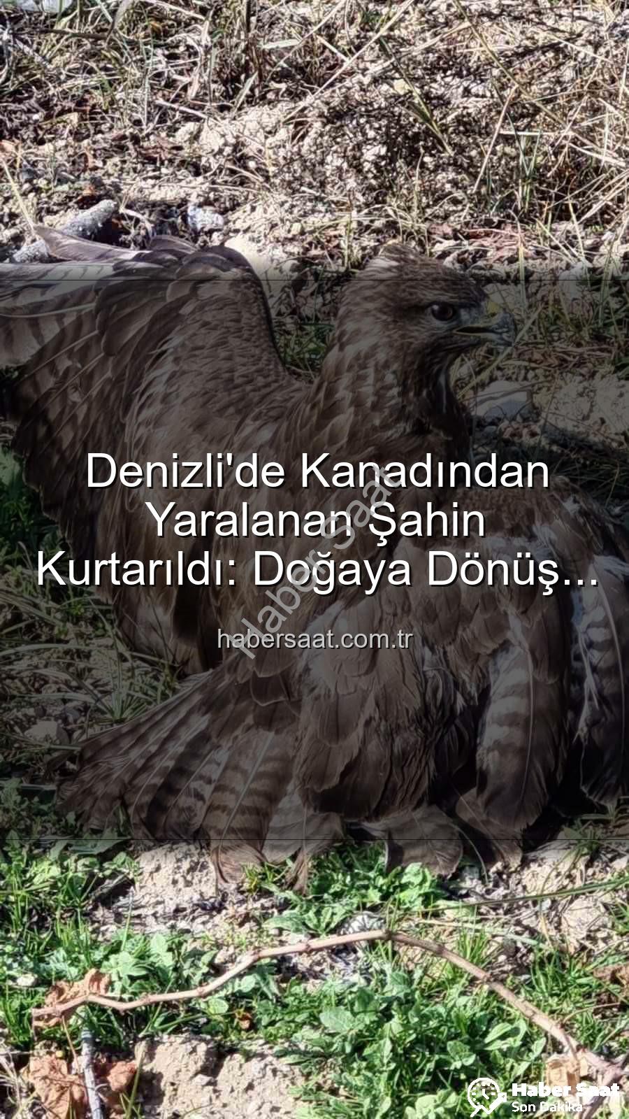 yaralı şahin - Denizli'de Kanadından Yaralanan Şahin Kurtarıldı: Doğaya Dönüş Yolculuğu Başladı