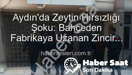 Aydın’da Zeytin Hırsızlığı: Bahçeden Çalınan Ürünler Fabrikada Ele Geçirildi, 2 Şüpheli Yakalandı