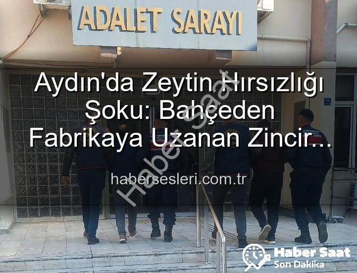 zeytin hırsızlığı - Aydın'da Zeytin Hırsızlığı: Bahçeden Çalınan Ürünler Fabrikada Ele Geçirildi, 2 Şüpheli Yakalandı