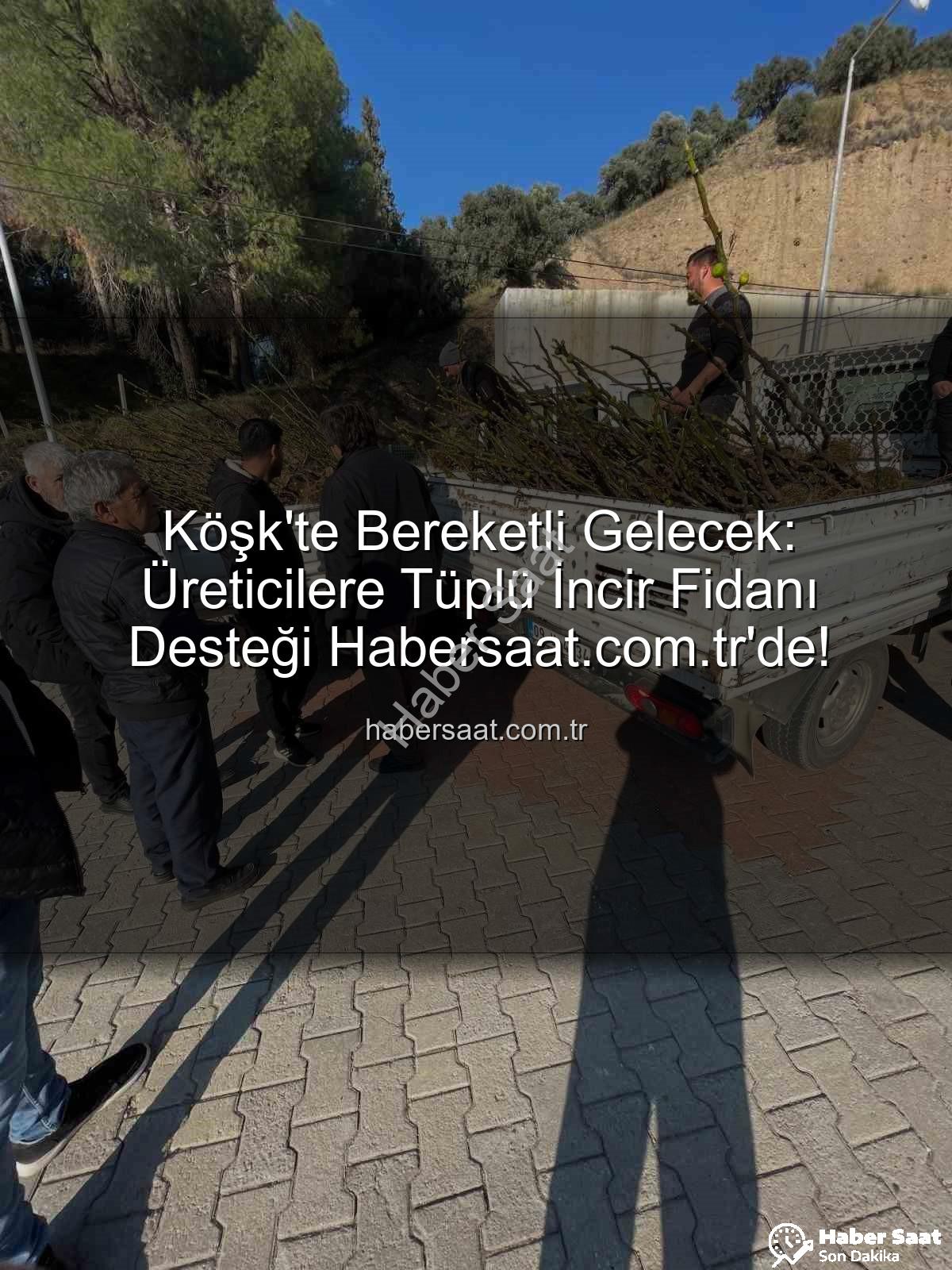 tüplü incir fidanı - Köşk'te Bereketli Gelecek: Üreticilere Tüplü İncir Fidanı Desteği Habersaat.com.tr'de!