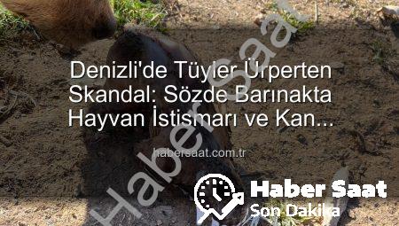 Denizli’de Tüyler Ürperten Skandal: Sözde Barınakta Hayvan İstismarı ve Kan Donduran Görüntüler