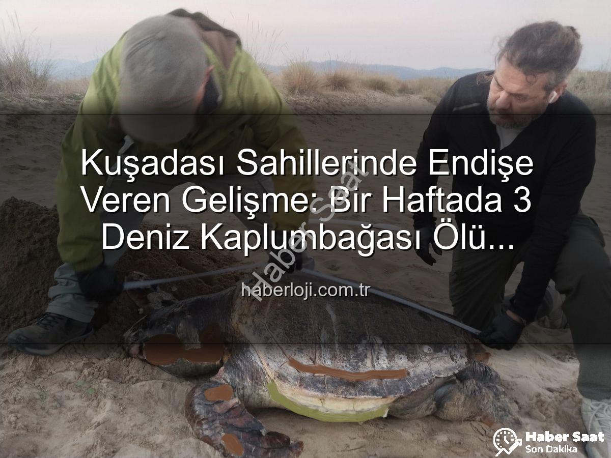 deniz kaplumbağası - Kuşadası Sahillerinde Endişe Veren Kayıp: Bir Haftada 3 Deniz Kaplumbağası Ölü Bulundu