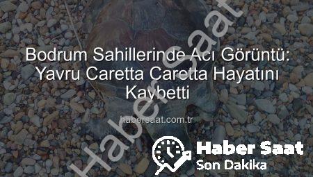 Bodrum Sahillerinde Acı Görüntü: Yavru Caretta Caretta Hayatını Kaybetti