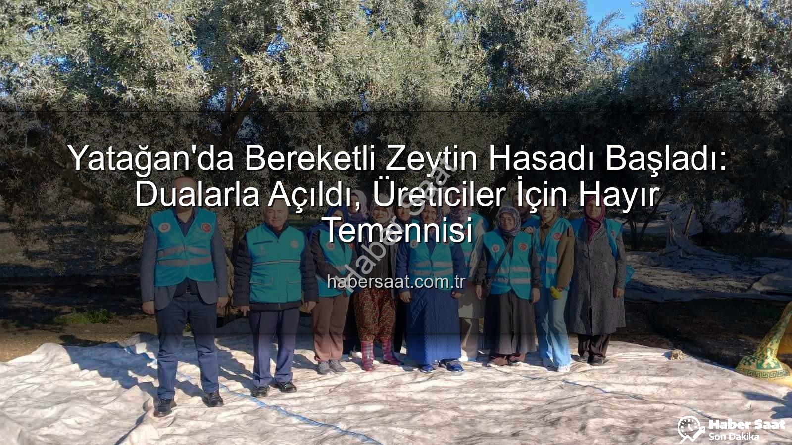 Yatağan zeytin hasadı - Yatağan'da Bereketli Zeytin Hasadı Başladı: Dualarla Açıldı, Üreticiler İçin Hayır Temennisi