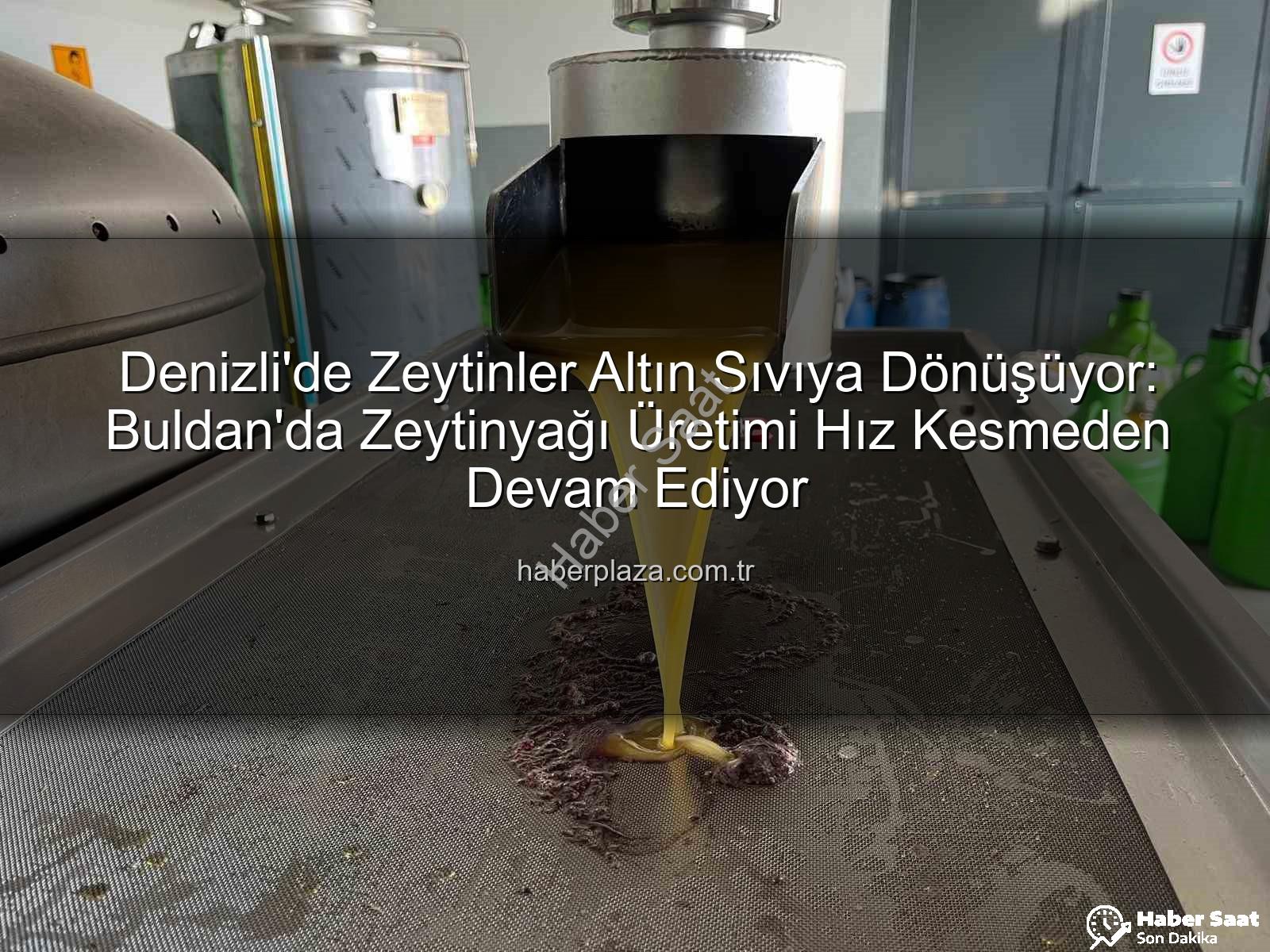 zeytin hasadı - Denizli'de Zeytin Hasadı Başladı: Kara Meyve Altın Sıvıya Dönüşüyor, Verim Yüksek!