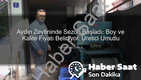 Aydın Zeytininde Sezon Başladı: Boy ve Kalite Fiyatı Belirliyor, Üretici Umutlu