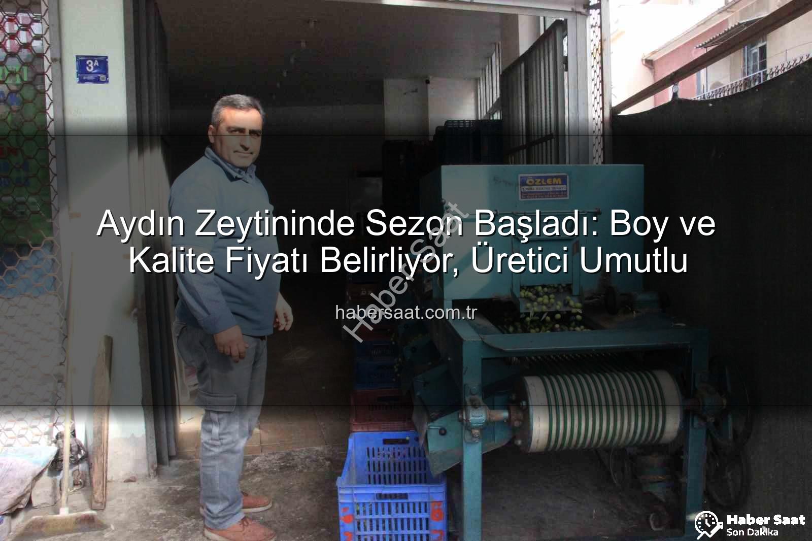 Aydın zeytininde - Aydın Zeytininde Sezon Başladı: Boy ve Kalite Fiyatı Belirliyor, Üretici Umutlu