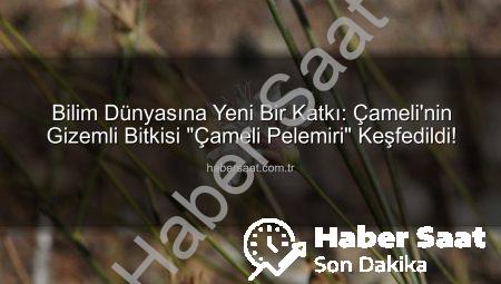 Bilim Dünyasına Yeni Bir Katkı: Çameli’nin Gizemli Bitkisi “Çameli Pelemiri” Keşfedildi!