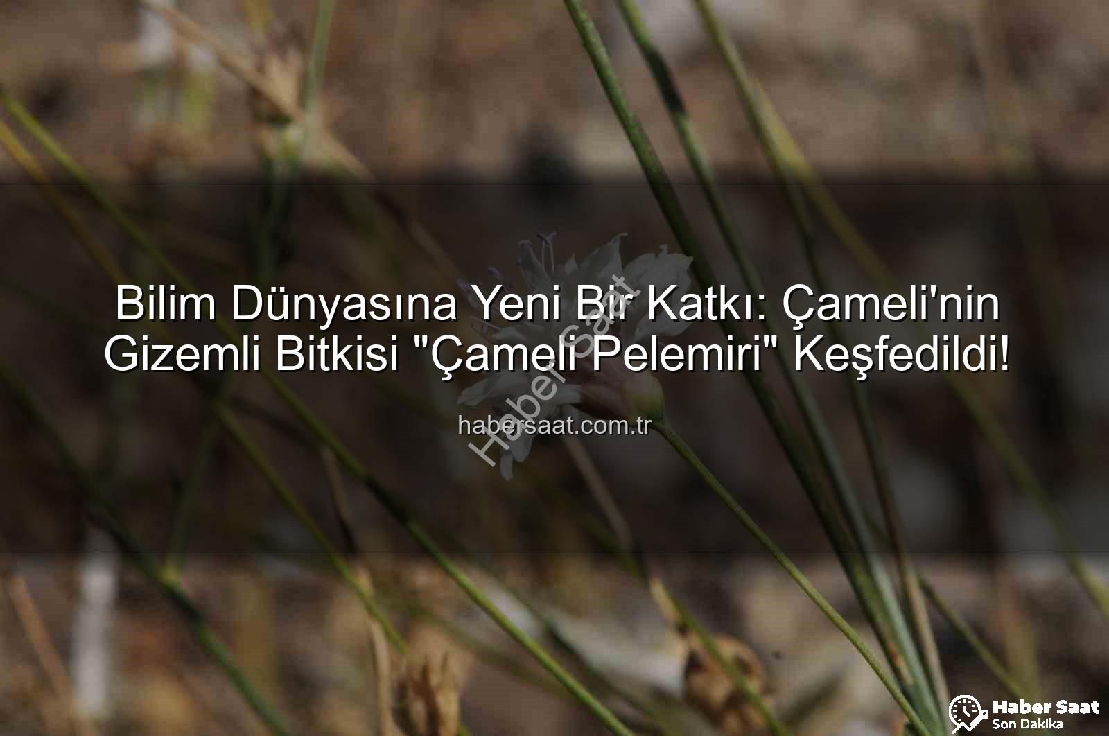 Çameli pelemiri - Bilim Dünyasına Yeni Bir Katkı: Çameli'nin Gizemli Bitkisi "Çameli Pelemiri" Keşfedildi!