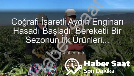Coğrafi İşaretli Aydın Enginarı Hasadı Başladı: Bereketli Bir Sezonun İlk Ürünleri Toplanıyor