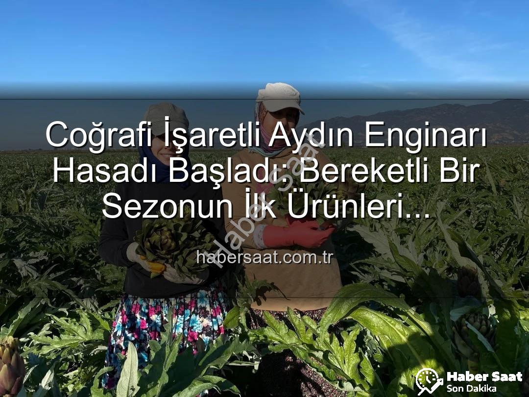 Aydın Enginarı - Coğrafi İşaretli Aydın Enginarı Hasadı Başladı: Bereketli Bir Sezonun İlk Ürünleri Toplanıyor