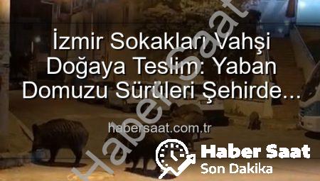 İzmir Sokakları Vahşi Doğaya Teslim: Yaban Domuzu Sürüleri Şehirde Cirit Atıyor!