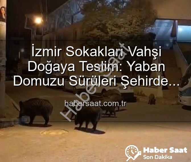 yaban domuzu izmir - İzmir Sokakları Vahşi Doğaya Teslim: Yaban Domuzu Sürüleri Şehirde Cirit Atıyor!